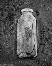 Bottle1981