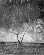CrotonDamTree12