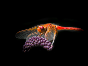 Dragon-Fly-Grape-Thief