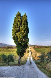 Vineyard-Amorosa-Locanda-dell'Amorosa
