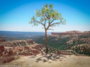 Lone-Pine