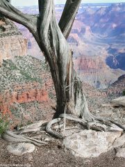 Dead-Juniper-Grand-Canyon