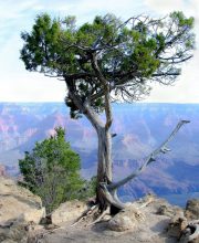 Juniper-Grand-Canyon