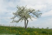 Lone-Apple-Tree