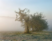 Apple-trees-in-fog