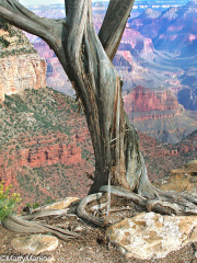 Juniper-Grand-Canyon