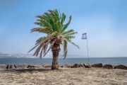 Palm-tree-Sea-of-Galilee