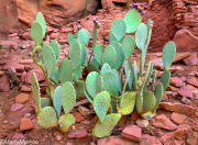 PricklyPear2