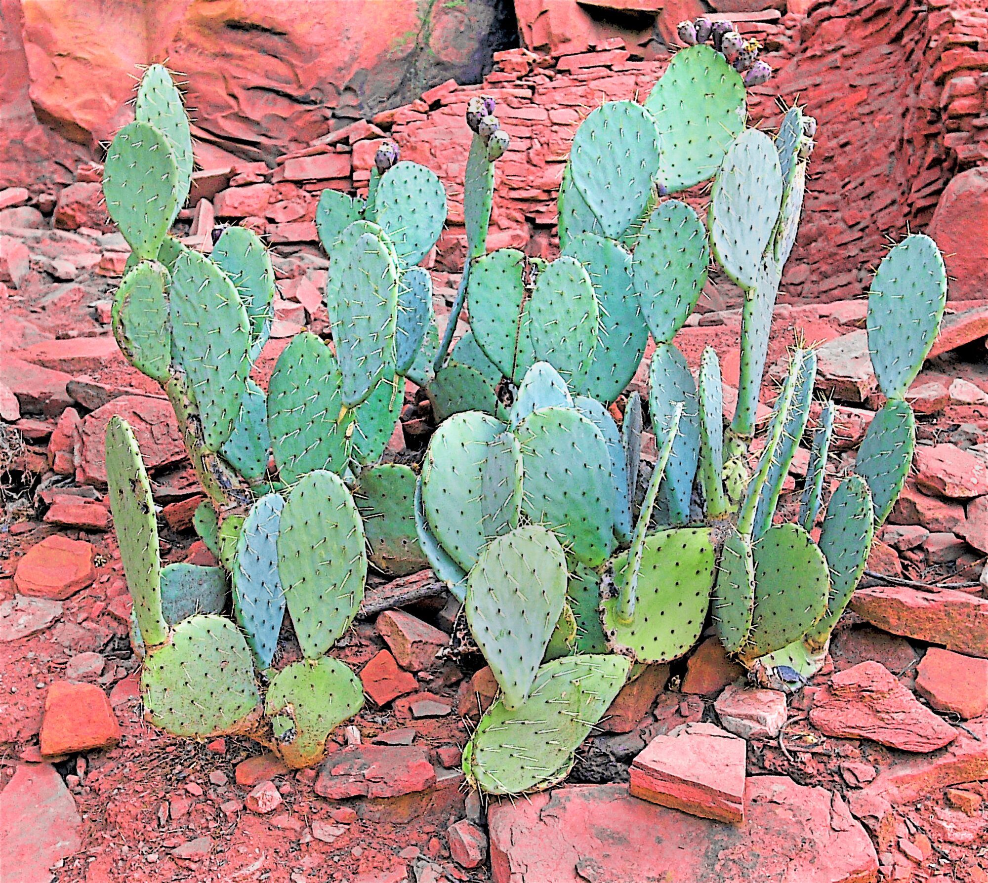 Abstract Photography Wall Art - Prickly Pear Cactus